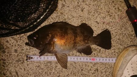 梅雨メバル、良型！！